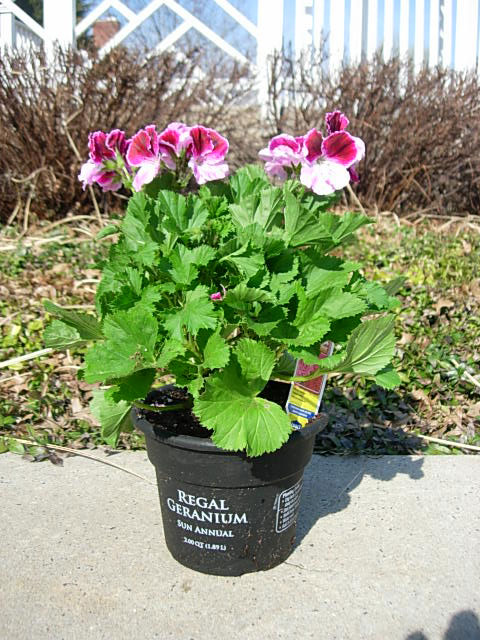 Decoupaged-Flower-pot-9