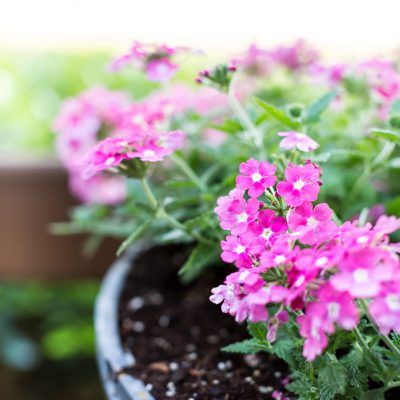 How to grow flowers so they bloom all summer