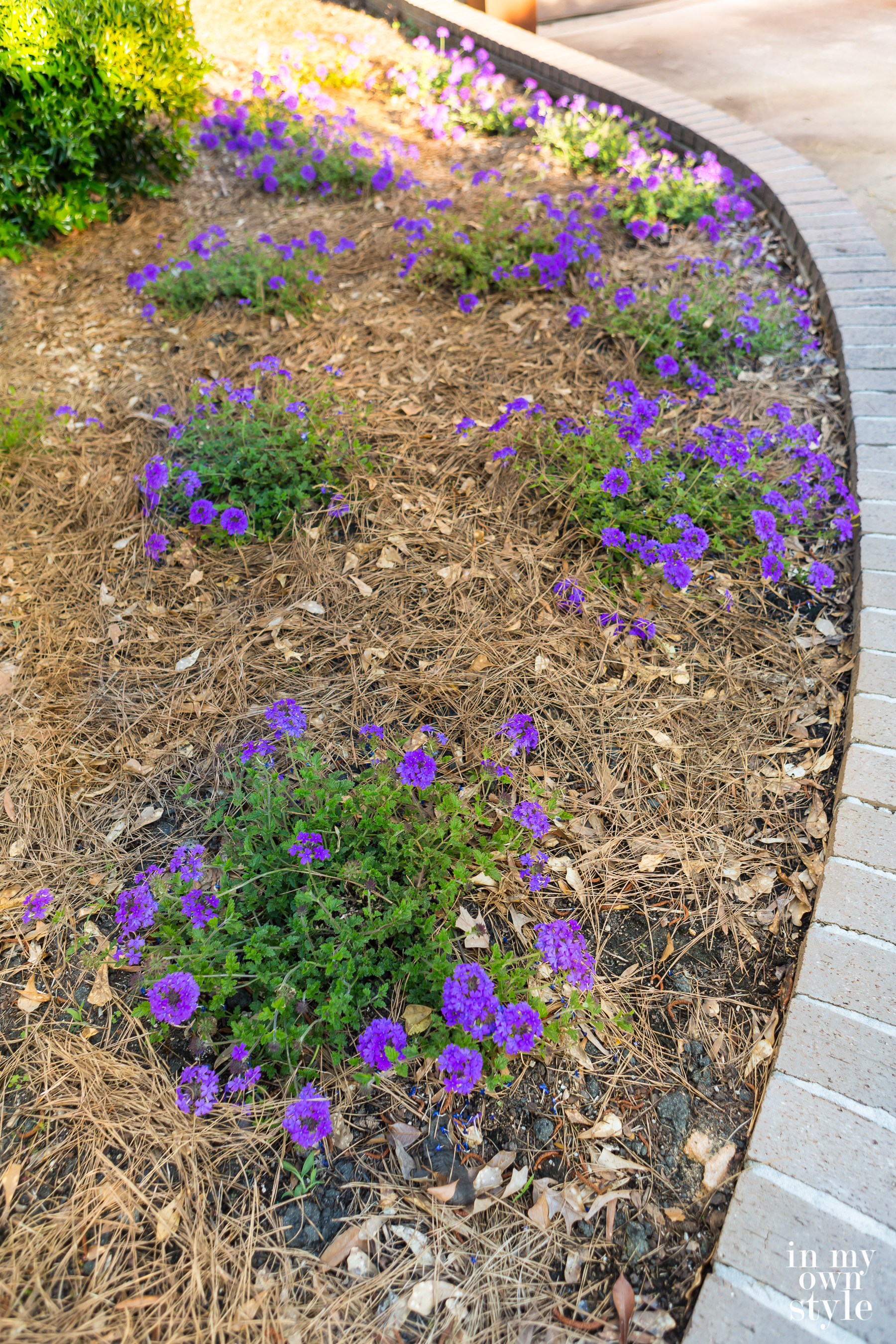 What Flower to Plant That Rabbits Don't Like In My Own Style