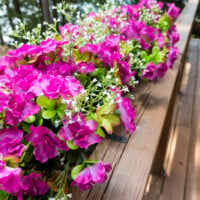 Filling window boxes with artificial flowers.