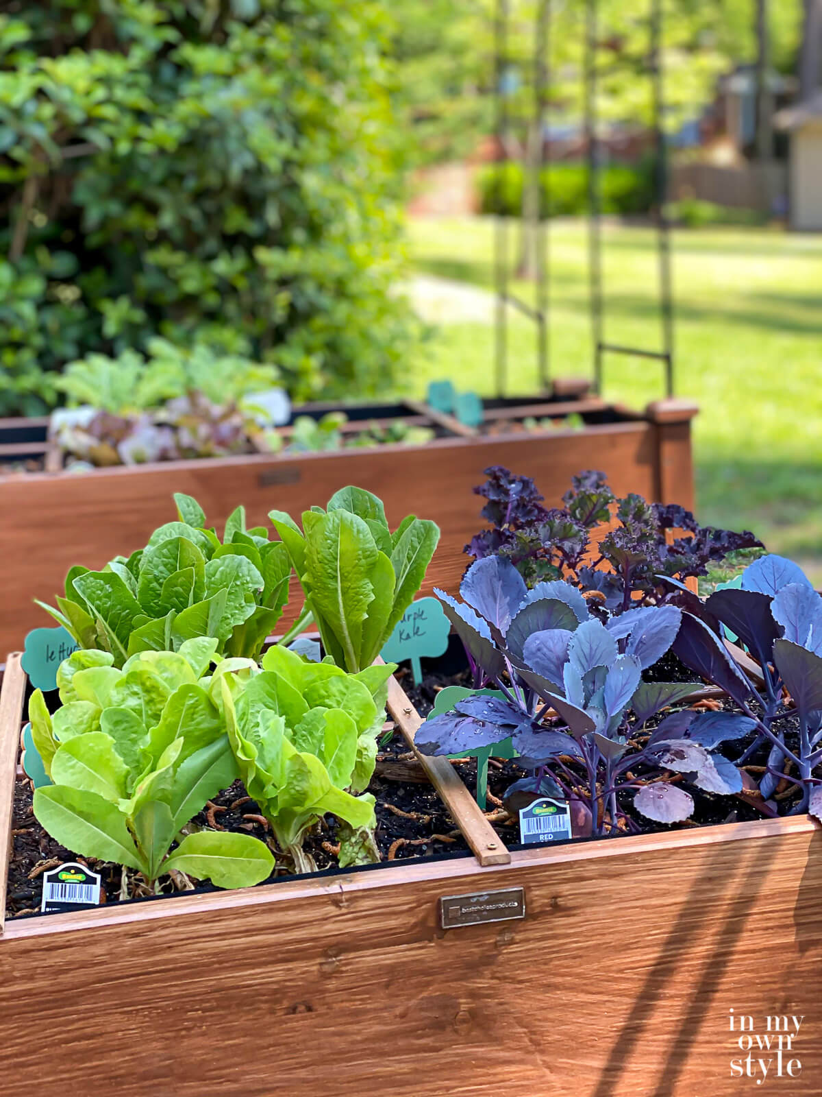 Berry JamNo Sugar Recipe, My Kitchen Garden & Healthy Tips WFPB In