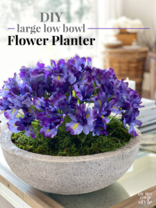 Purple iris in large concrete low bowl planter on a coffee table. Text overlay says DIY large low bowl flower planter.