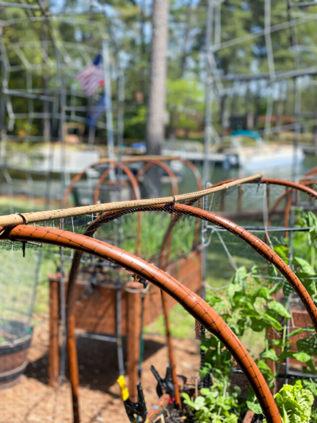 How to Keep Squirrels Out of Raised Garden Beds In My Own Style