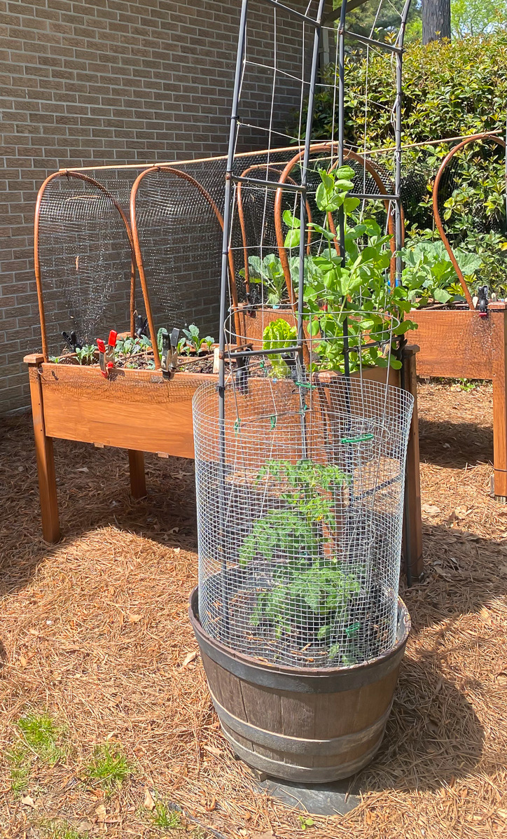 How to Keep Squirrels Out of Raised Garden Beds In My Own Style