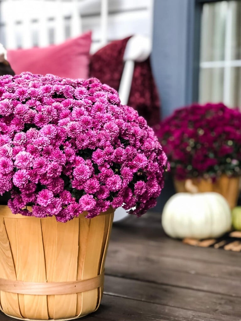 purple fall mums in an apple basket on porch