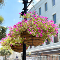 Hanging flower baskets on a light pole on King Street in Charleston, SC