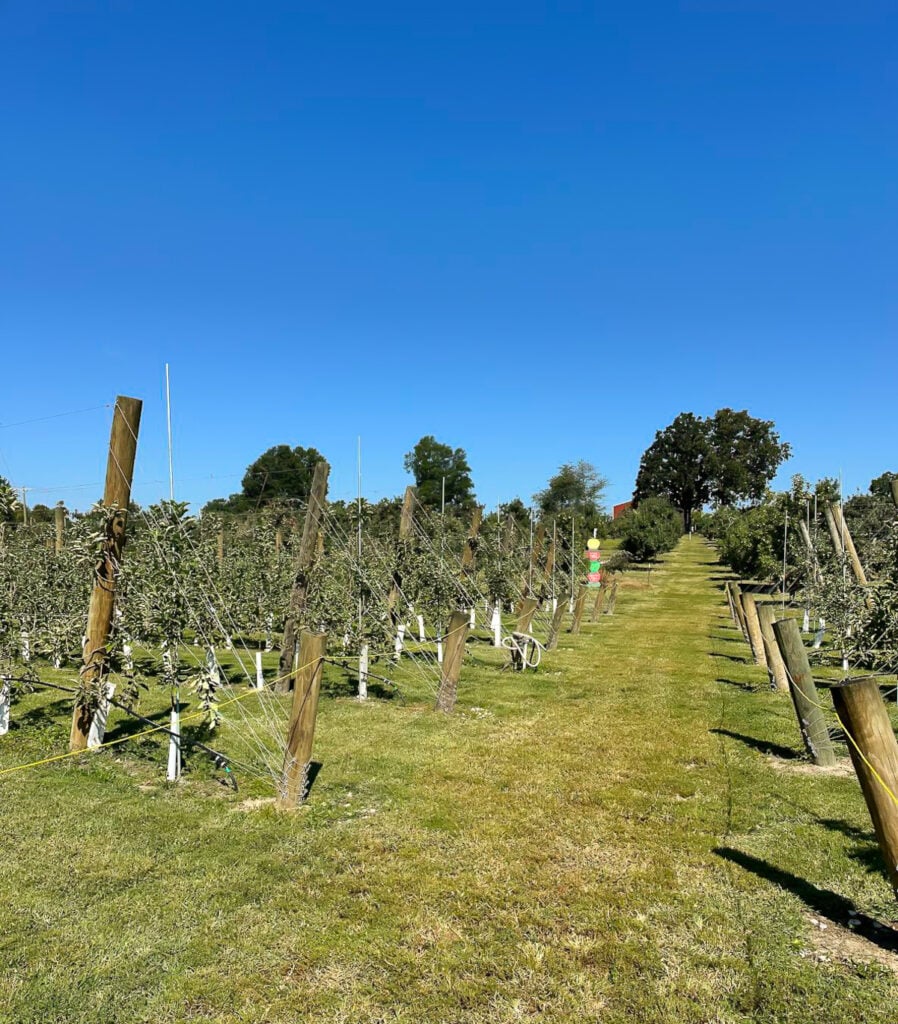 looking into the apple orchard