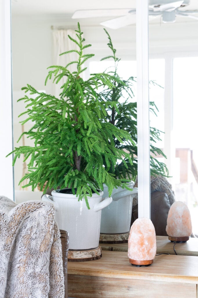 for winter decor a a small faux pine tree on a planter on a sideboard in a living room