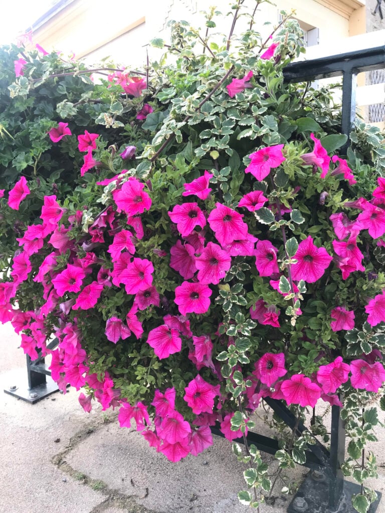 pretty flowers flowing over a railing