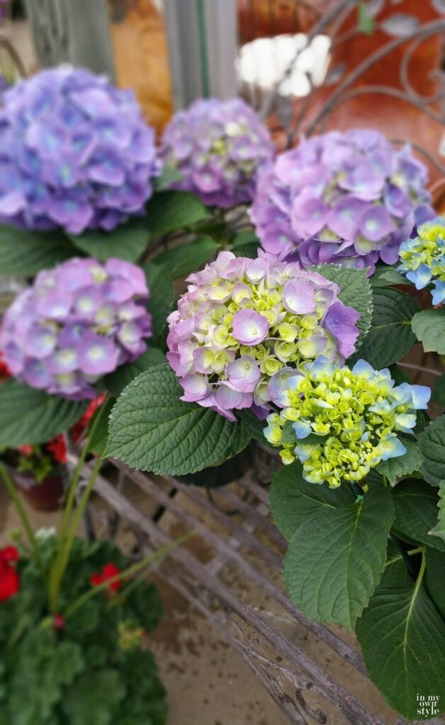 pretty lavender hydrangeas