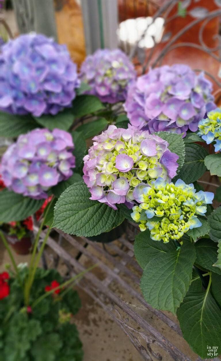 pretty lavender hydrangeas