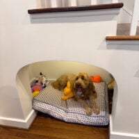 comfy dog space under a staircase