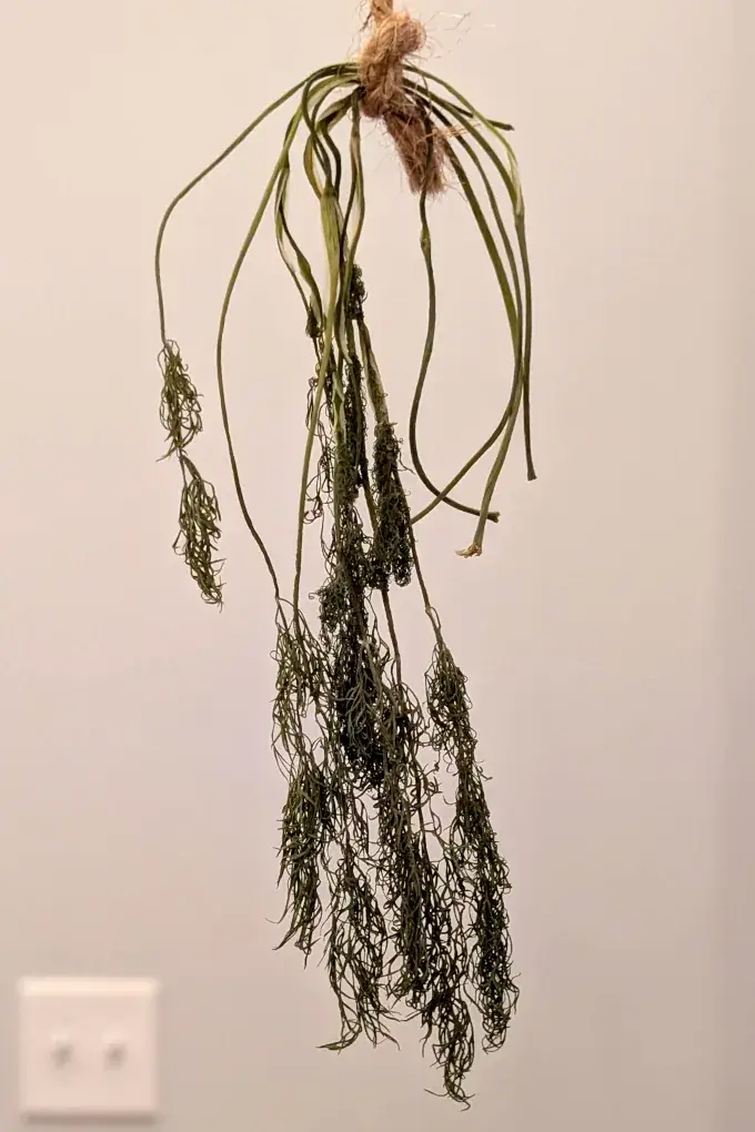 Dried dill hanging from twine