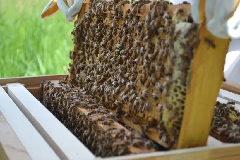 Close up of a frame of honeybees