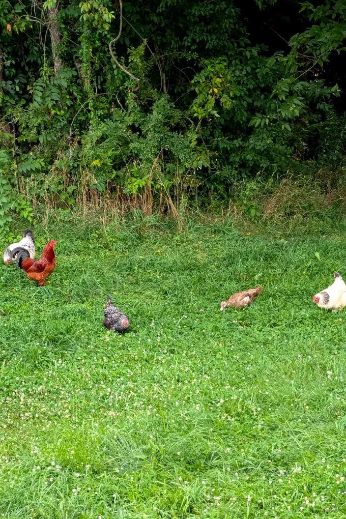 Several chickens, a rooster, and a duck in a field of grass