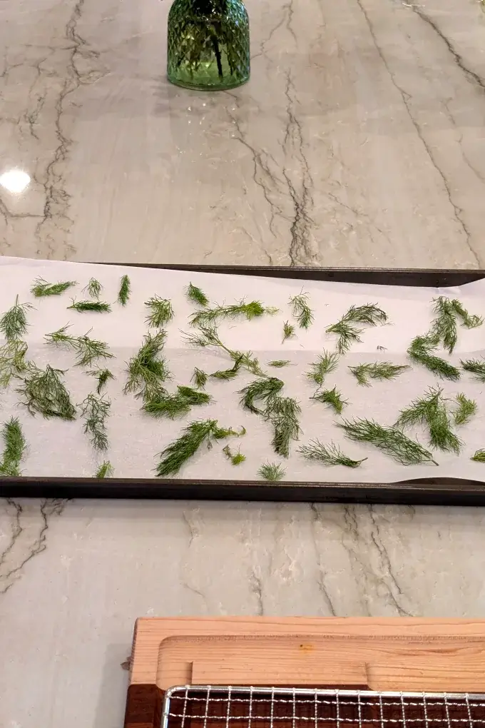 Fresh dill spread on parchment paper on a cookie sheet