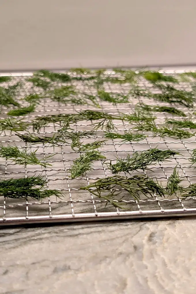 Fresh Dill on a Dehydrator Rack