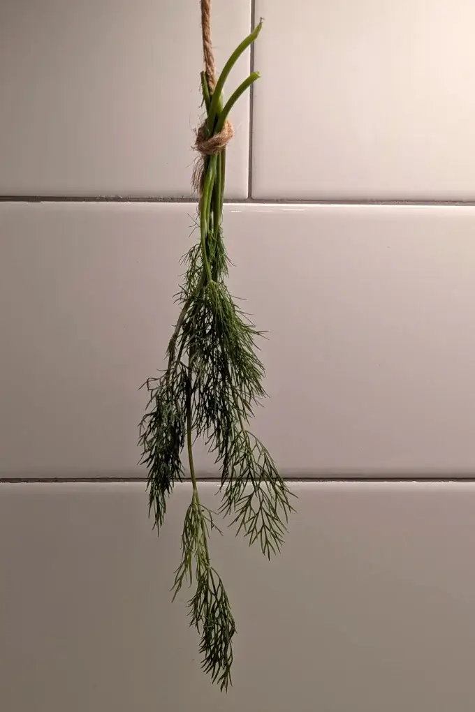 Fresh dill hanging by twine to air dry