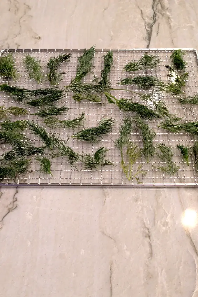 Fresh dill weed spread on a dehydrator drying rack