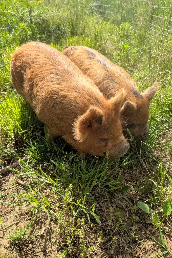Two kunekune pigs in a field of grass