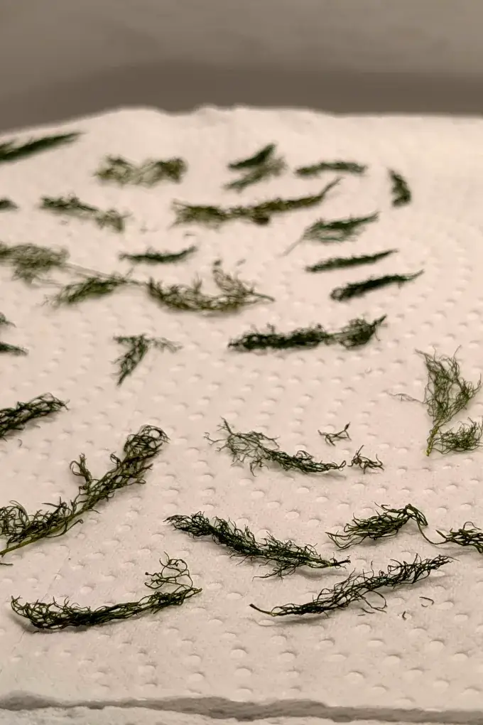 Dried dill on a paper towel on a plate