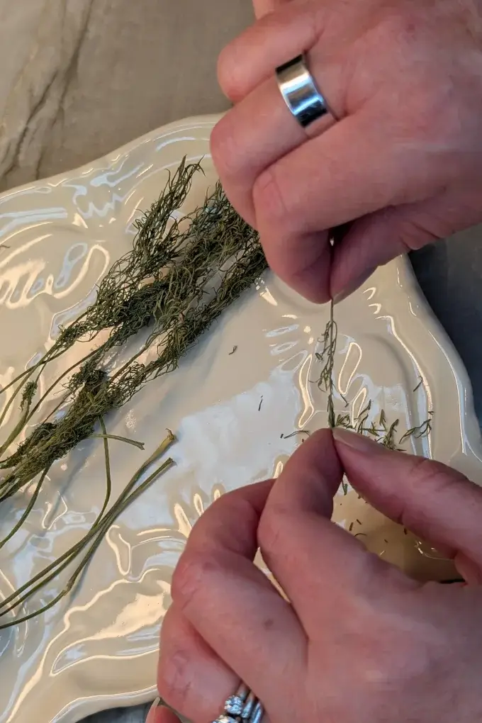 Pinching dried dill to remove it from the dill fronds over a plate